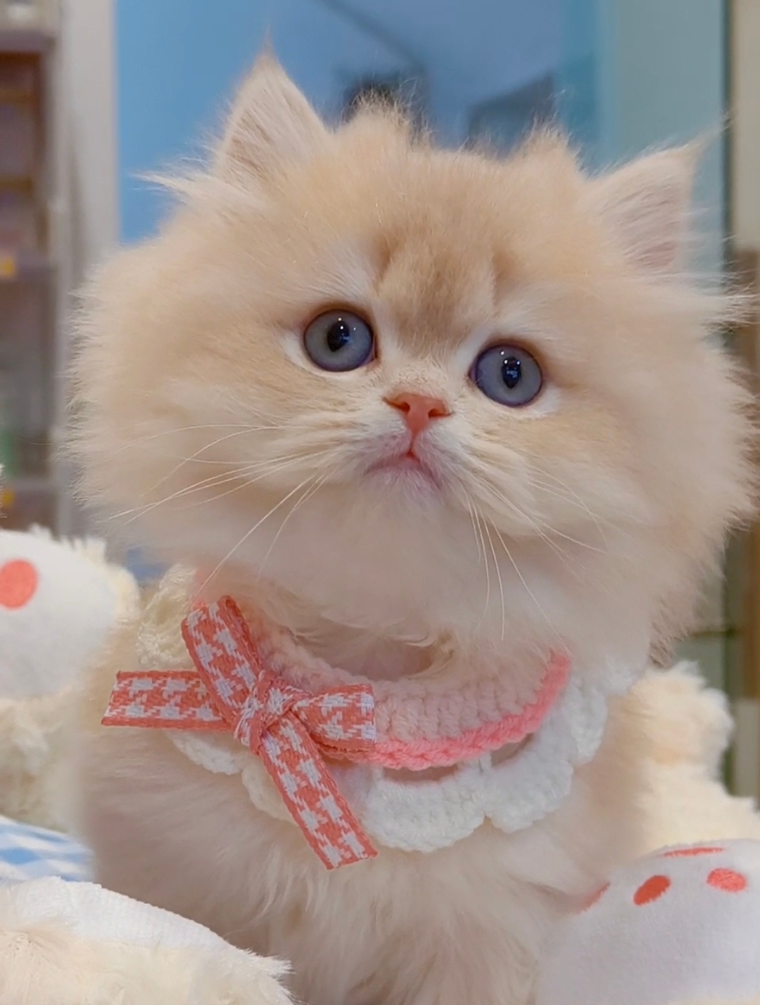 精品长毛焦糖蓝金,包邮,真的无敌好看